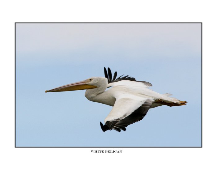 0133 white pelican.jpg